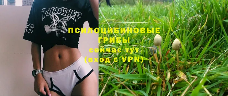 Галлюциногенные грибы MAGIC MUSHROOMS  Наволоки 